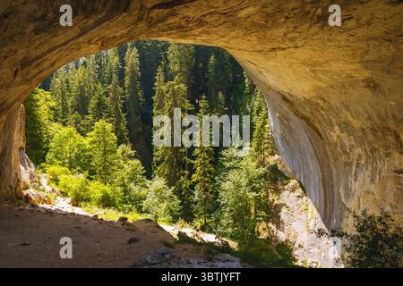 La lumière du soleil traverse une entrée de grotte, illuminant la forêt verdoyante remplie de grands arbres. L'atmosphère est sereine et vibrante, mettant en valeur le b Banque D'Images