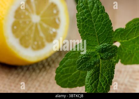 Brin frais de menthe parfumée avec un citron coupé en arrière-plan gros plan Banque D'Images