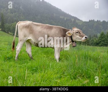 Vache suisse brune pâturante dans une luxuriante prairie verte Banque D'Images