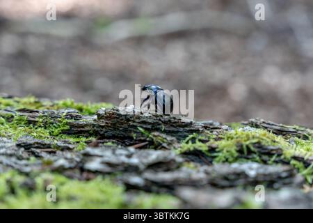 Gros plan d'un coléoptère noir brillant rampant sur l'écorce d'arbre Mossy vert éclatante dans un environnement forestier luxuriant mettant en évidence la texture de l'exosquelette et Habitat for W. Banque D'Images