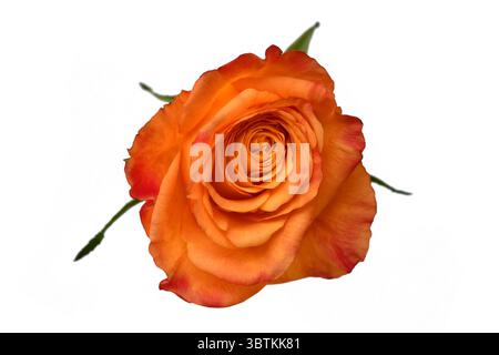 Tête de fleur de rose orange simple sur fond blanc Banque D'Images