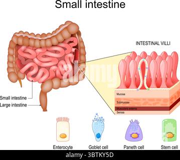 anatomie de l'intestin grêle. Couches de muqueuse de l'intestin grêle, sous-muqueuse, muscularis externa, séreuse. Coupe transversale des villosités intestinales. Gros plan de la tige Illustration de Vecteur