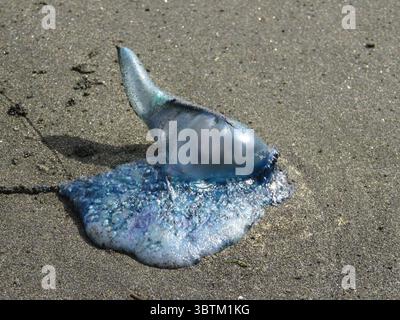 Portugais Man o' War échoué sur du sable volcanique foncé, montrant des couleurs vives bleu et violet sous la lumière du soleil, côte du Pacifique Sud, Nouvelle-Zélande Banque D'Images