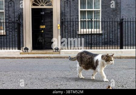 Londres, Royaume-Uni. 15 juillet 2025. Larry le chat à Downing Street. Crédit : Mark Thomas/Alamy Live News Banque D'Images