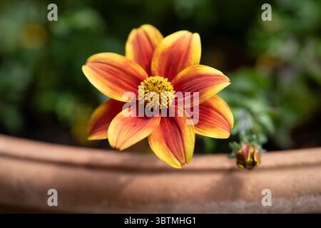 Dahlia orange Banque D'Images