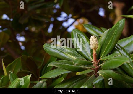 Les fruits du magnolia méridional parmi le feuillage brillant. Placer pour le texte. Banque D'Images