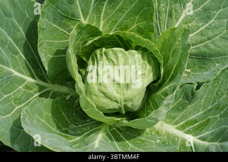 Une tête verte de chou. Faire pousser du chou. Banque D'Images