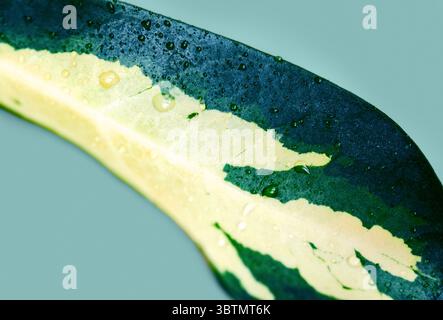 Macro gros plan de feuille de Schefflera panachée avec des gouttes d'eau Banque D'Images