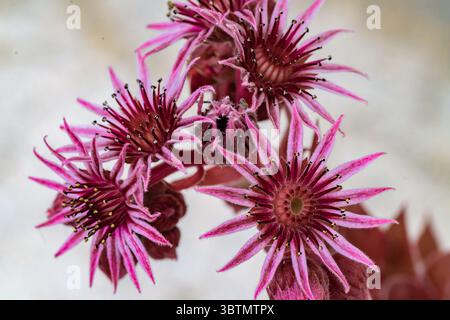 Plan sélectif de fleurs roses de sempervivum tectorum. Photo de haute qualité Banque D'Images