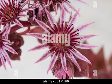 Plan sélectif de fleurs roses de sempervivum tectorum. Photo de haute qualité Banque D'Images