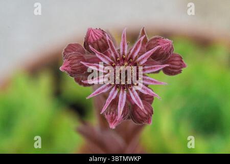 Plan sélectif de fleurs roses de sempervivum tectorum. Photo de haute qualité Banque D'Images
