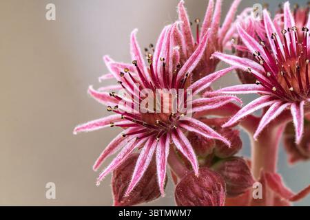 Plan sélectif de fleurs roses de sempervivum tectorum. Photo de haute qualité Banque D'Images