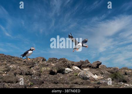 Macareux de l'Atlantique (fratercula arctica) debout sur des rochers alors qu'un autre décolle, Terre-Neuve, Terre-Neuve-et-Labrador, Canada Banque D'Images