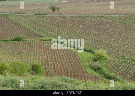 Vue panoramique sur les vignobles couvrant les collines de Côte d'Or, Bourgogne Franche Comté, France, près de Chambolle Musigny Banque D'Images