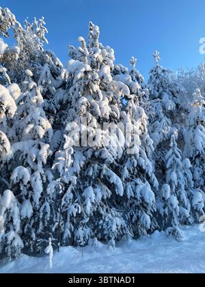 Arbres à feuilles persistantes chargés de neige dans une forêt d'hiver sous un ciel bleu vif, capturés par une journée ensoleillée. Banque D'Images