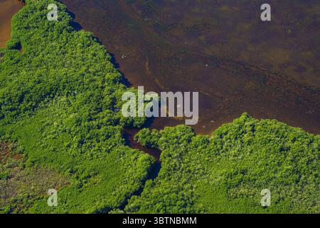 Vue aérienne d'une forêt verte vibrante rencontrant les eaux sombres, où les couleurs contrastées de la nature créent une scène magnifique, Merida, Yucatan, Mexique. Banque D'Images