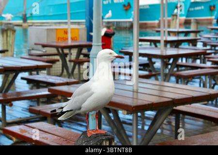 Mouette perchée sur une table de pique-nique en bois à Fremantle Harbour Pier, Australie occidentale, avec arrière-plan flou de bateaux amarrés et coin salon extérieur Banque D'Images