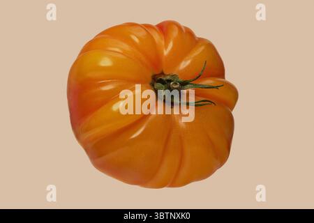 Gros plan de tomate de boeuf jaune belge géante héritée sur fond beige Banque D'Images