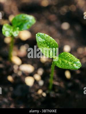Vue rapprochée en angle élevé des gouttes de pluie sur les germes de citron Banque D'Images