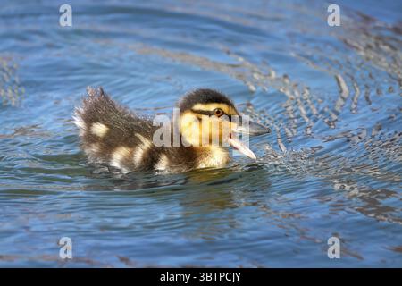 Le canard colvert (Anas platyrhynchos) nage avec son bec ouvert dans une eau bleu argenté Banque D'Images