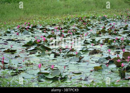 Vue large d'un étang rempli de nénuphars roses en fleurs et de nénuphars verts luxuriants, entouré d'herbe sauvage et de nature. Banque D'Images