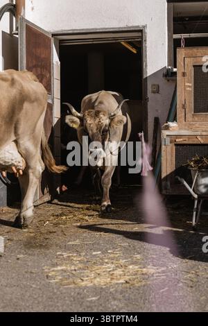 une vache sortant de la grange et en route vers le pâturage le matin Banque D'Images