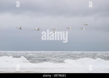 Sept cygnes blancs volant au-dessus d'une eau glacée en hiver, capturés à mi-vol contre un ciel nuageux doux - un moment de sérénité dans la nature nordique Banque D'Images