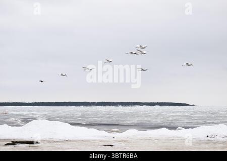 Sept cygnes blancs volant au-dessus d'un lac glacé en hiver, capturés à mi-vol contre un ciel nuageux doux - un moment de sérénité dans la nature nordique. Banque D'Images