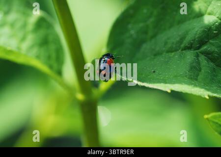 Une photo macro capture une coccinelle vibrante reposant sur une feuille verte luxuriante, mettant en valeur la beauté de la nature en détail Banque D'Images
