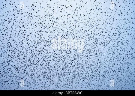 Murmuration d'étourneaux, Sturnus vulgaris, affluant dans le ciel au-dessus du mur de jambon dans les niveaux du Somerset au Royaume-Uni Banque D'Images