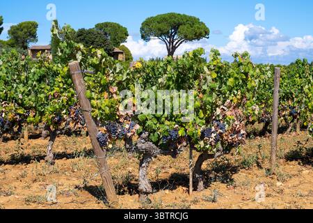 Raisins Grenache Rouge poussant sur des rangées de vignes matures au Château de Nalys, Châteauneuf du Pape, dans la région viticole RH™ne Valley, Sud-est de la France Banque D'Images