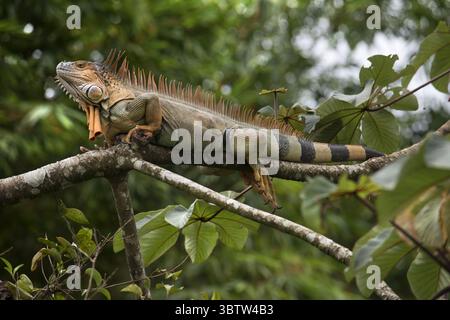 28 octobre 2016, Costa Rica : un iguane vert de couleur orange traîne sa queue alors qu'il repose sur une branche dans un arbre dans la forêt tropicale du Costa Rica (crédit image : © Sergi Reboredo/ZUMA Wire) Banque D'Images