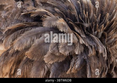 Détail en gros plan des plumes d'autruche, fournissant un arrière-plan texturé Banque D'Images
