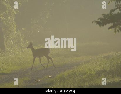 Un cerf se déplace silencieusement à travers un chemin couvert de brouillard baigné de lumière matinale, incarnant la grâce et la sérénité dans les bois immobiles. Banque D'Images