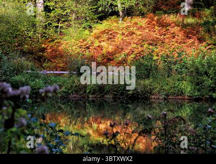 8 octobre 2020, Crawley, Sussex, Royaume-Uni : les fougères de couleur rouille se reflètent dans le lac de Crawley..couleurs d'automne dans les jardins de Wakehurst place et Standen House autour de Crawley. (Crédit image : © Keith Mayhew/SOPA images via ZUMA Wire) Banque D'Images