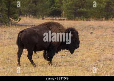 15 septembre 2020, parc national de Yellowstone, Wyoming, États-Unis : un taureau bison américain dans le parc national de Yellowstone, Wyoming, États-Unis. (Crédit image : © Jon G. Fuller/VW pics via ZUMA Wire) Banque D'Images