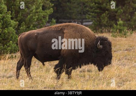 15 septembre 2020, parc national de Yellowstone, Wyoming, États-Unis : un taureau bison américain dans le parc national de Yellowstone, Wyoming, États-Unis. (Crédit image : © Jon G. Fuller/VW pics via ZUMA Wire) Banque D'Images