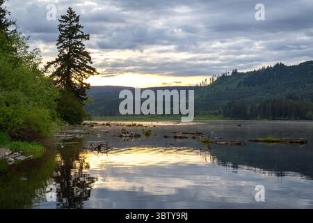 Blue Heron on Log au lac Kapowsin au lever du soleil tôt le matin dans l'État de Washington Banque D'Images