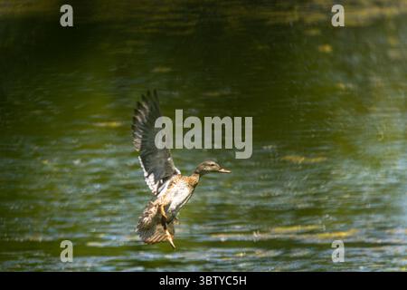 Canard colverts femelle en mi-vol au-dessus de l'eau réfléchissante Banque D'Images