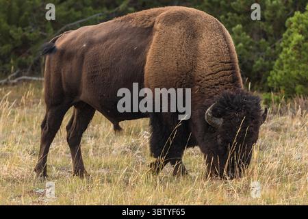 15 septembre 2020, parc national de Yellowstone, Wyoming, États-Unis : un taureau bison américain paissant dans le parc national de Yellowstone, Wyoming, États-Unis. (Crédit image : © Jon G. Fuller/VW pics via ZUMA Wire) Banque D'Images