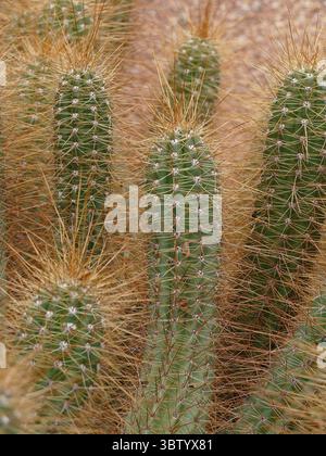 MARRAKECH, MAROC - 26 mars 2022 - cactus trichocereus épineux présentant des épines acérées, poussant vigoureusement sous la lumière du soleil marocain dans le désert GA Banque D'Images