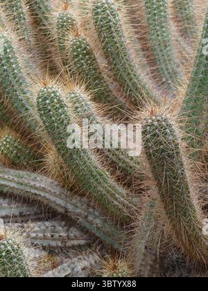 MARRAKECH, MAROC - 26 mars 2022 - succulent désert affichant des épines pointues, prospère dans le cadre du jardin botanique de Marrakech. , Jardin, Majorelle Banque D'Images