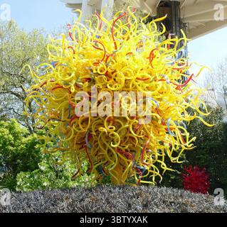 SEATTLE - APR 25, 2025 - sculpture en verre jaune et rouge s'élevant d'un arbuste sombre avec la Space Needle en arrière-plan au Seattle Center, Seattle, W. Banque D'Images