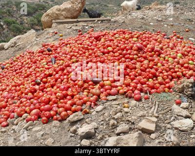 VOUDROS, CRÈTE - 7 MAI 2025 - gros tas de tomates mûres jetées sur un terrain rocheux Banque D'Images