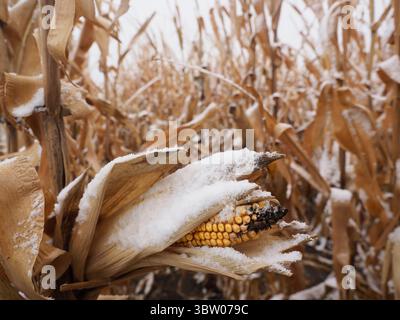 19 octobre 2020, South Sioux City, NEBRASKA, États-Unis : une légère neige est tombée dans l'ouest de l'Iowa et l'est du Nebraska vue sur les cultures de maïs près de South Sioux City, Nebraska, lundi 19 octobre 2020. Avec une sécheresse qui sévit toujours dans certaines parties de l’Iowa, une tempête estivale de derecho qui a détruit une grande partie d’une récolte dans le centre et à pâques de l’Iowa et des problèmes économiques impliquant la Chine et les tarifs douaniers encore en vigueur, les agriculteurs pourraient avoir à s’inquiéter de sortir une récolte si l’hiver arrive trop tôt dans le cœur du pays. (Crédit image : © Jerry Mennenga/ZUMA Wire) Banque D'Images