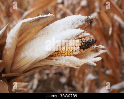 19 octobre 2020, South Sioux City, Nebraska, USA : une légère neige est tombée dans l'ouest de l'Iowa et l'est du Nebraska vu sur les cultures de maïs. Avec une sécheresse qui sévit toujours dans certaines parties de l’Iowa, une tempête estivale de derecho qui a détruit une grande partie d’une récolte dans le centre et à pâques de l’Iowa et des problèmes économiques impliquant la Chine et des tarifs toujours en vigueur, les agriculteurs peuvent également avoir à s’inquiéter de sortir une récolte si l’hiver arrive trop tôt dans le cœur du pays. (Crédit image : © Jerry Mennenga/ZUMA Wire) Banque D'Images