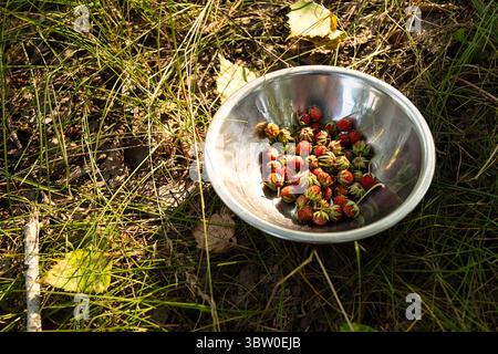 Bol en métal rempli de fraises sauvages fraîchement cueillies sur herbe au soleil. Snack sain de nature, concept de récolte estivale. Banque D'Images