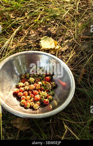 Bol en métal rempli de fraises sauvages sur un sol en forêt herbeuse. Récolte fraîche et cueillette des baies d'été. Banque D'Images
