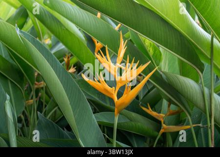 Gros plan d'une belle fleur jaune d'Heliconia, ou bec de perroquet, en pleine floraison, entourée de ses grandes feuilles vertes vibrantes dans la nature. Banque D'Images