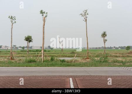 Arbres nouvellement plantés sur les terres en développement. Un concept d'expansion urbaine, d'aménagement paysager environnemental et de croissance future dans une banlieue avec un ciel brumeux. Banque D'Images